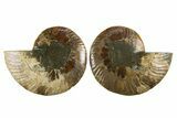 Cut & Polished, Agatized Ammonite Fossil - Crystal Pockets #310719-1